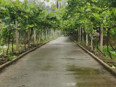 -武汉世外桃源农庄