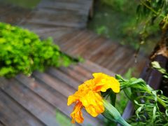 -合肥滨湖国家森林公园