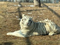 -西霞口神雕山野生动物世界