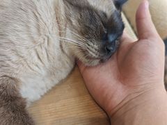 -藏猫猫咖啡主题馆(中央大道店)