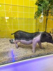 -神奇动物撸宠馆·羊驼·小浣熊·异宠(豫园店)