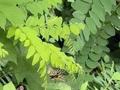 -丽泽山庄·生态怀柔菜·虹鳟鱼(红螺寺店)