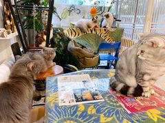 光晕里的猫猫-平行世界·猫咖(首经贸店)