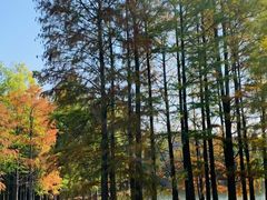 -青龙山国家森林公园