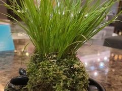 -桃花源中餐厅(金茂豪华精选酒店)