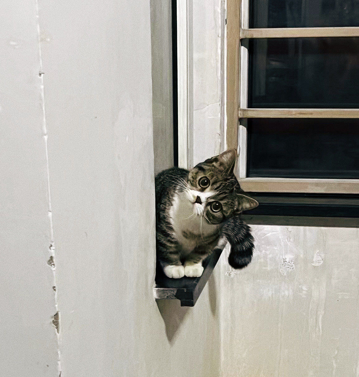 因为我的表情很可爱所以我经常被做成表情包～涮q\\n搞笑猫咪 猫猫