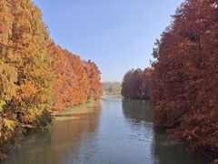 -上海海湾国家森林公园