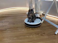 -COLOR PETS 撸猫馆·购猫·猫咖(长风大悦城店)