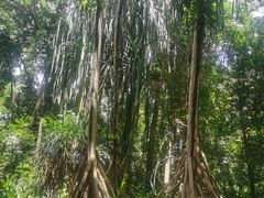 -中国科学院西双版纳热带植物园