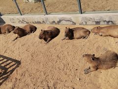 -西霞口神雕山野生动物世界