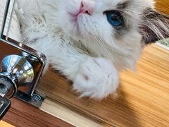 -猫十亿·布偶金渐层·曼基康矮脚猫舍(青年路店)