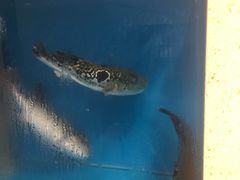 -天正河鲀·河豚亭(大连店)