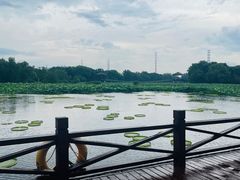 -荷塘月色湿地公园·向阳花洲