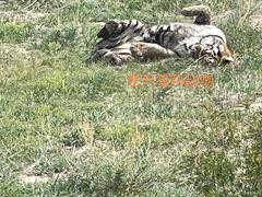 -新疆天山野生动物园