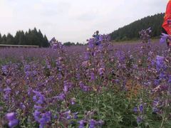 -中国香山·寿香谷