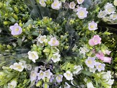 -循礼门鲜花花市(武汉循礼门店)