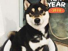 -柴迷FANS CLUB·柴犬狗咖·猫咖
