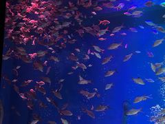 -成都浩海立方海洋公园