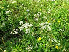 android_upload_pic-塞罕坝国家级自然保护区