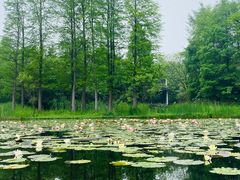 -西溪国家湿地公园