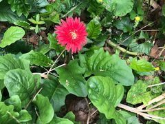 -广东茂名森林公园