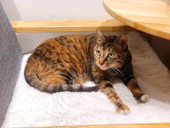 -猫的天空之城概念书店(杭州南宋御街店)