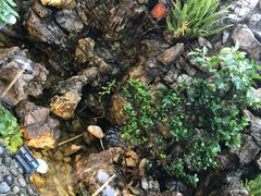 -二荆条·蜀鲜汇城市森林火锅