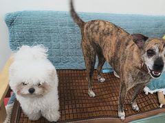 -佳雯宠物医院·皮肤科·内外科(春晓路分院)