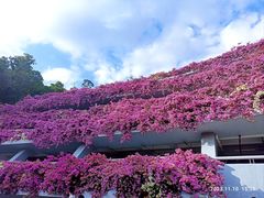 -深圳仙湖植物园