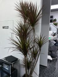 -飞梵造型