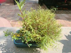 -馨园villa融合菜(东山店)