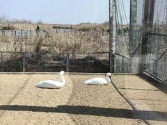 -盐城丹顶鹤湿地生态旅游区