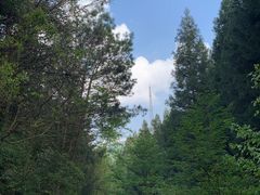 -武陵山森林公园