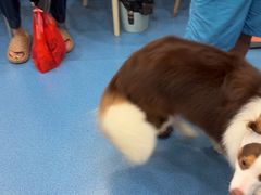 -创凡宠物医院·骨专科  猫科中心(西乡分院)