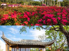 -莲花山公园