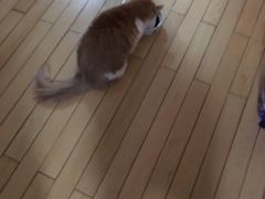 -北京观赏动物医院·24小时大型综合·猫专科·异宠专科