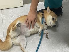 -中农国际动物医院24小时·猫科·骨科·急重症中心