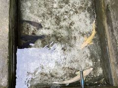 -源泉冷水鱼庄(小鱼洞店)