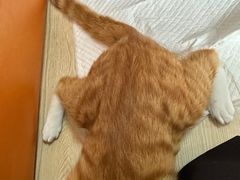 -乐派堂宠物医院·猫友好· 心脏科(东街店)