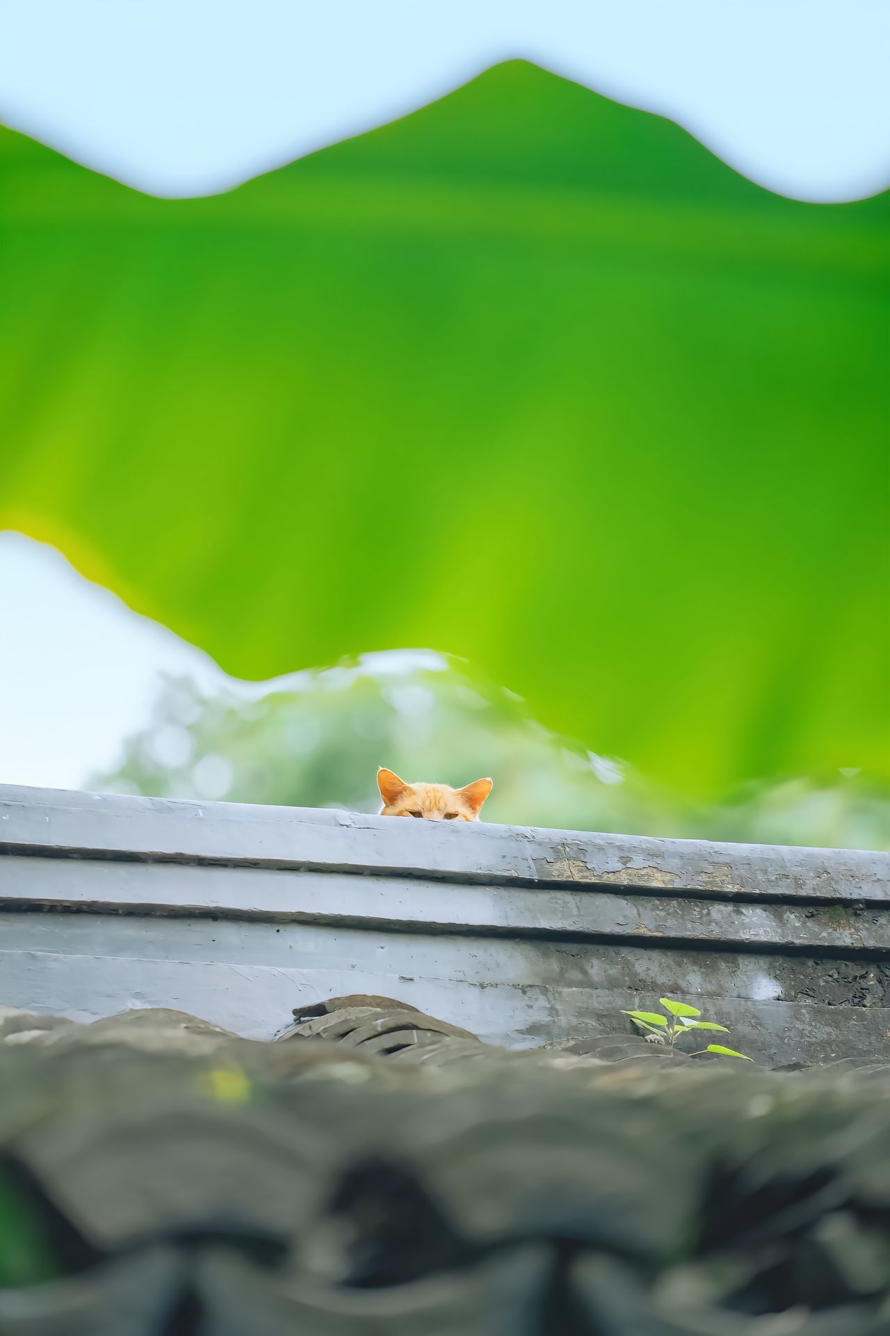 夏天捕捉一只躲猫猫的小猫咪