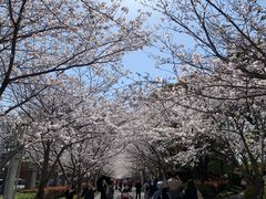 -高东镇樱花园
