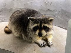 -浣熊柯尔鸭土拨鼠·电玩咖