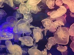 -多彩贵州城极地海洋世界