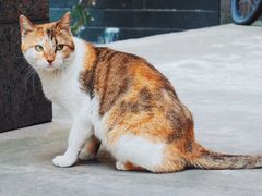 -猫里有甜