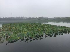 -溱湖国家湿地公园