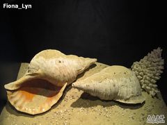 -亚龙湾中心广场·贝壳馆