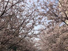 -高东镇樱花园