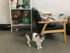 -豆老板的猫咖啡(碑林博物馆店)