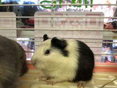 -钓仓鼠(洋桥北里小区店)
