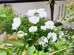 -洛阳市牡丹公园